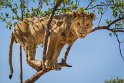 007 Zuid-Afrika, Ukutula Game Reserve, leeuw